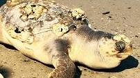 Tartaruga morta in spiaggia