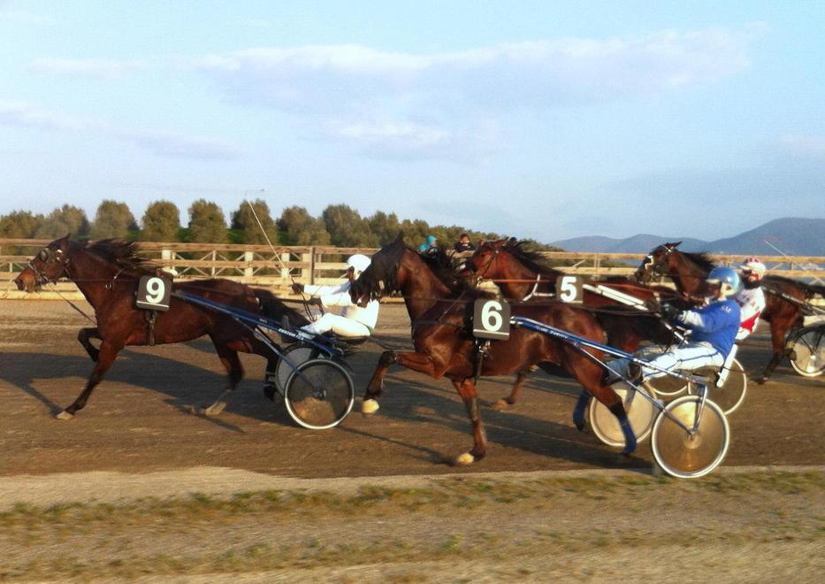 Dodici cavalli per la corsa Tris 