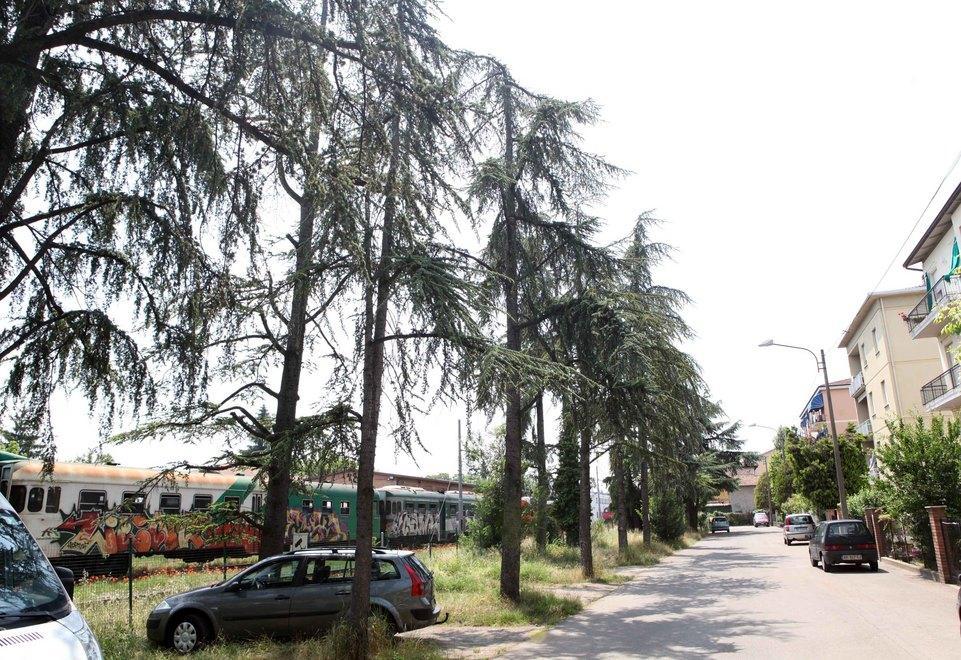 I rami cadono sui binari, alberi a rischio 