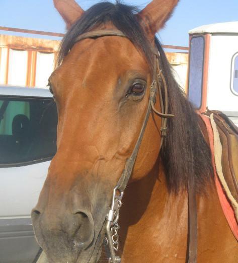 Palio, appuntamento al 4 luglio per gli Anglo-arabi