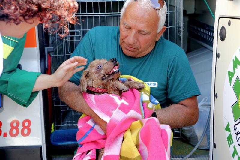 Il cane salvato dai pompieri (Marzi/Pentafoto)