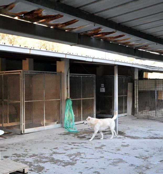 Restyling e area per animali feriti 