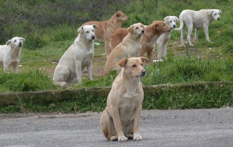 Cani randagi in azione, stragi di pecore 