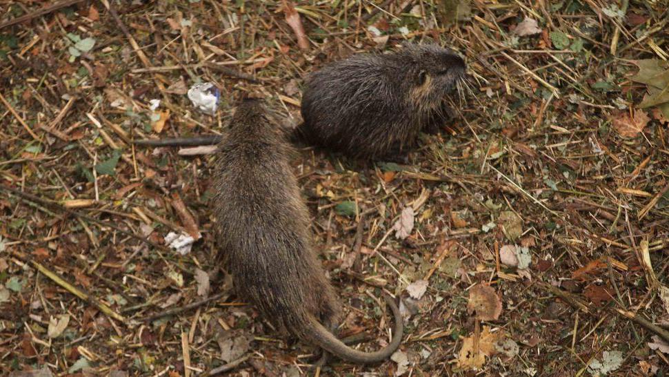 Fucilate in strada, assolto: «Ho solo sparato alle nutrie»
