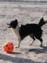 Scatta il divieto dei cani in spiaggia 
