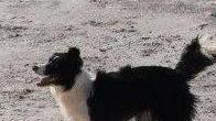 Scatta il divieto dei cani in spiaggia