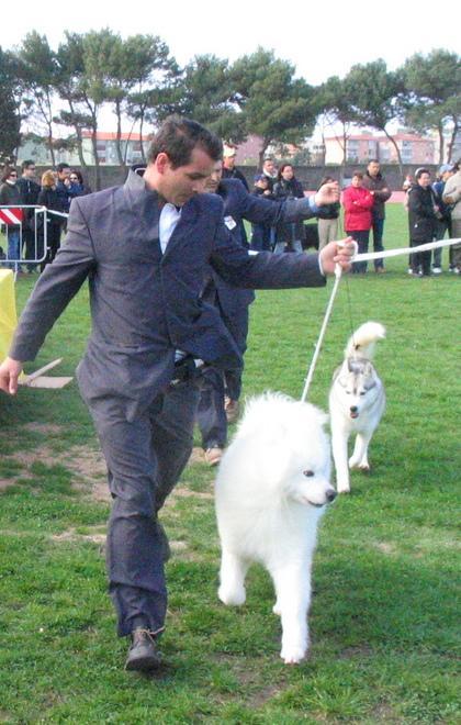 Morgongiori, cani in passerella 