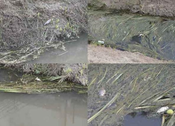 I pesci morti nel fosso Collecchio a carmignano (foto Arpat) 