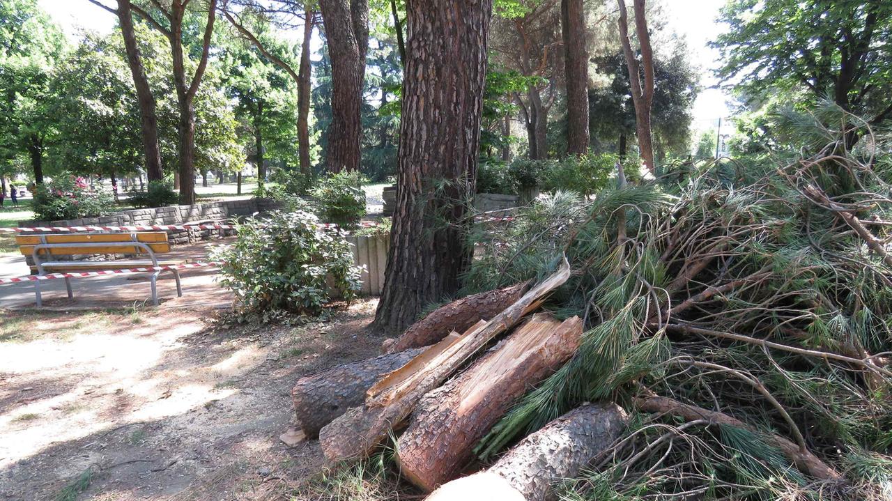 Il ramo caduto da un albero nei giardini ex Ippodromo (foto Batavia)