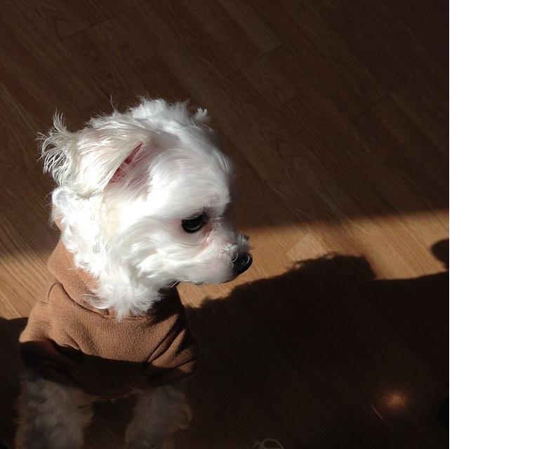 Un esemplare di cane maltese