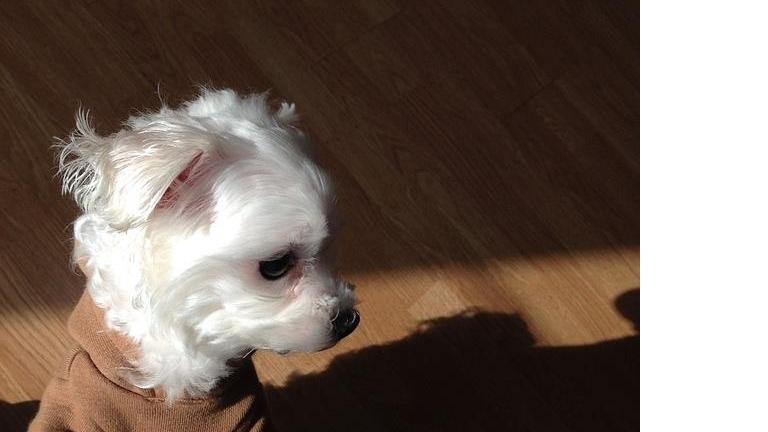 Un esemplare di cane maltese