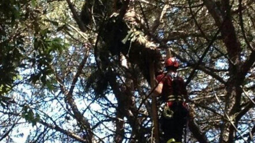 Salvati due paracadutisti impigliati nei rami dei pini