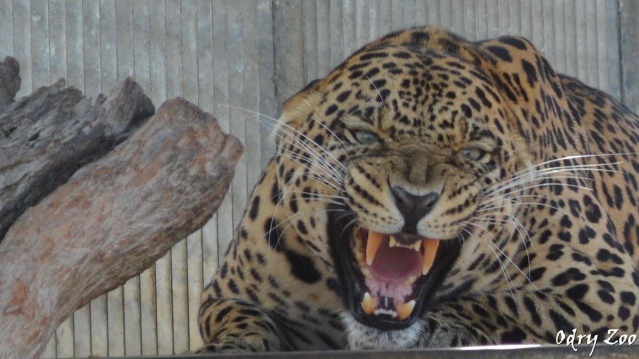Un dei leopardi dell'Odry Zoo di Guspini