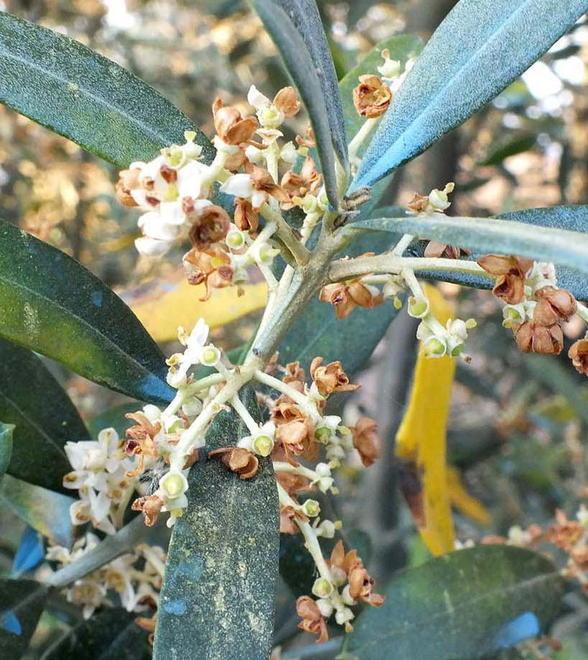 «Date retta a me o sarà un altro anno nerissimo per l’olio» 