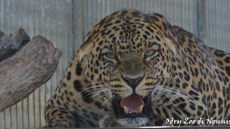 Il leopardo recuperato e riportato allo zoo
