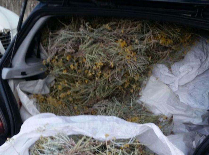 Olbia, ladri fermati con 150 chili di elicriso 