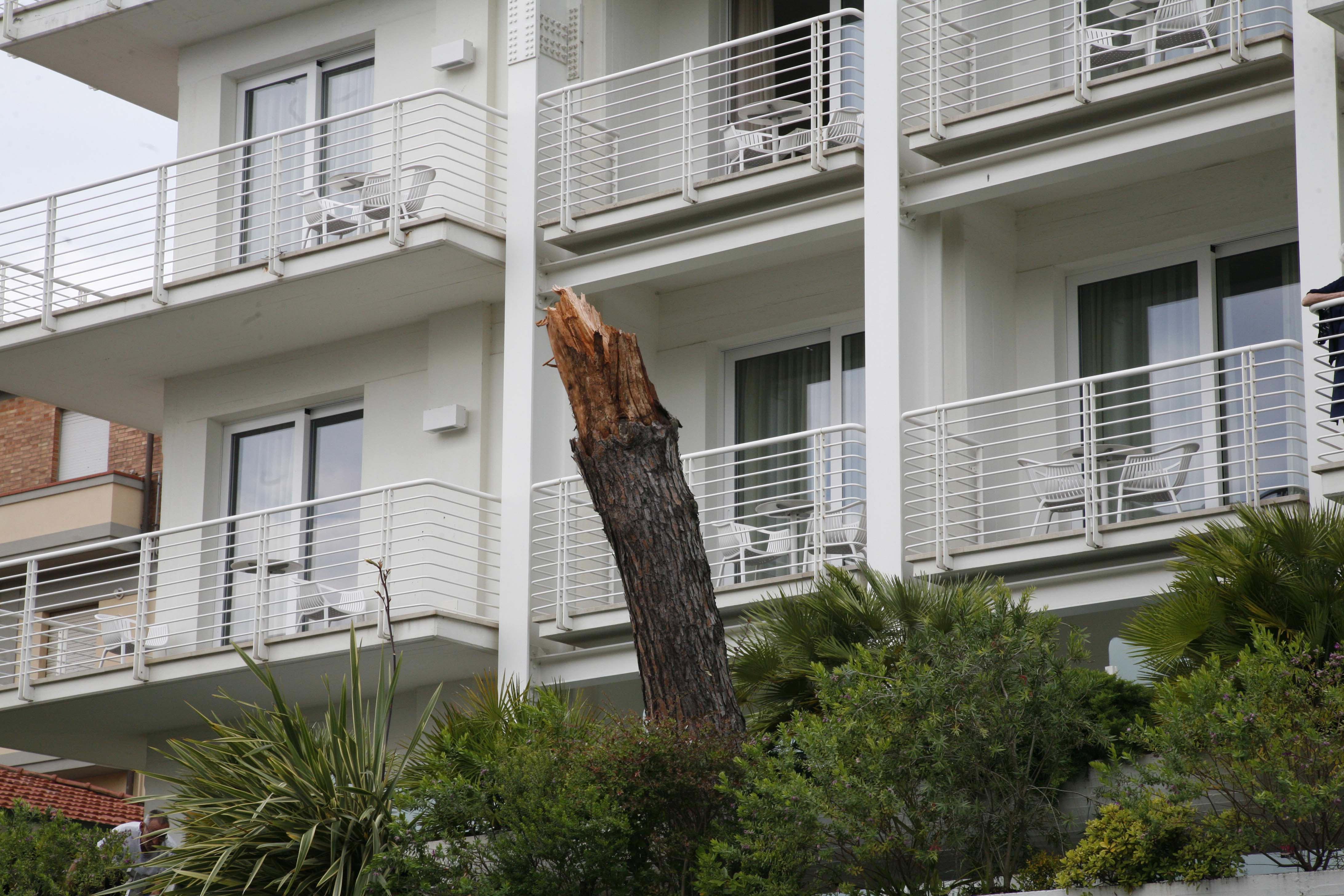 L'alberto colpito da un fulmine di fronte all'hotel Bracciotti di Lido (foto Ciurca)