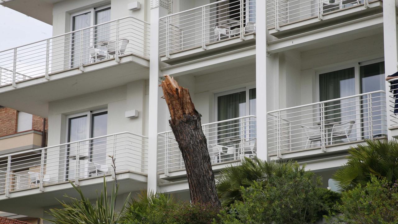 L'alberto colpito da un fulmine di fronte all'hotel Bracciotti di Lido (foto Ciurca)