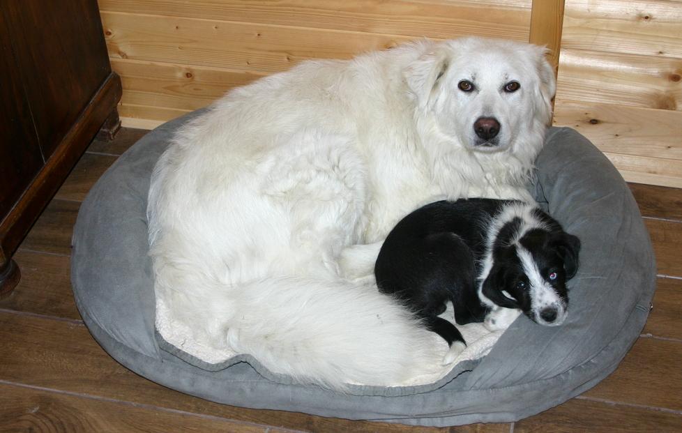 Due cani rapiti e uccisi nel bosco sull'Appennino modenese