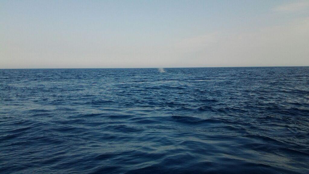 Lo zampillo della balena in mezzo al mare