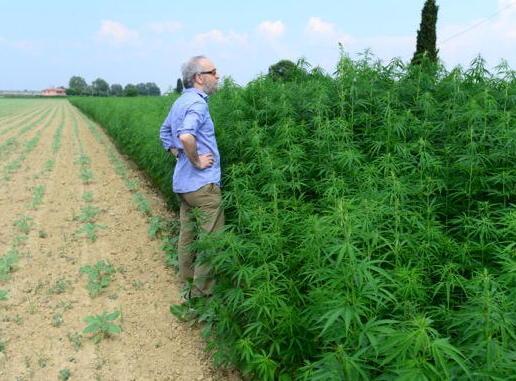 FilieraCanapa mette le radici a Cascina 