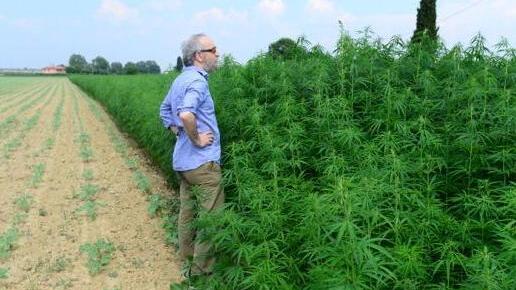 FilieraCanapa mette le radici a Cascina