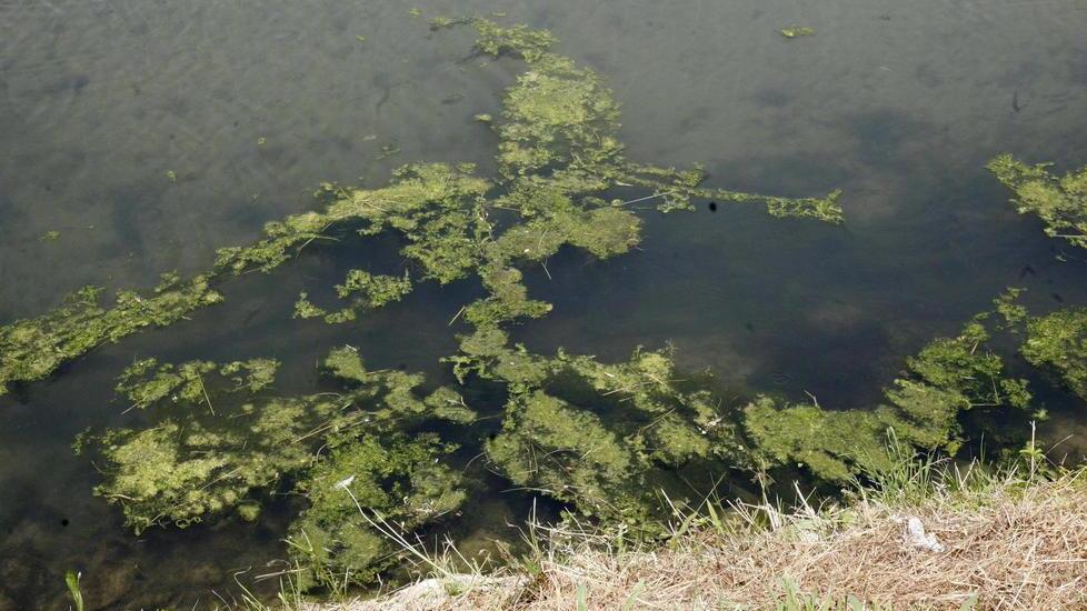 Nessuno pulisce il canale le alghe finiscono in mare