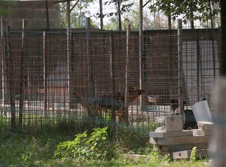 Sotto sequestro allevamento di cani a Roncocesi 