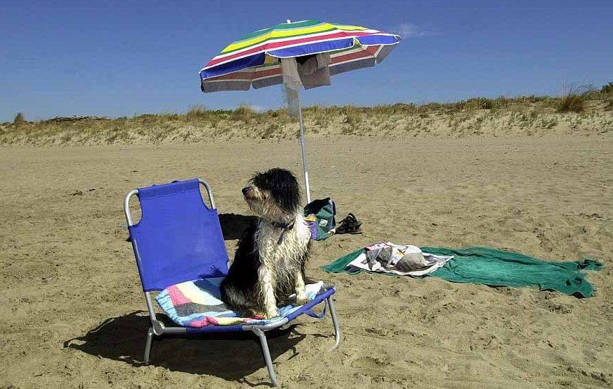 Fido in spiaggia