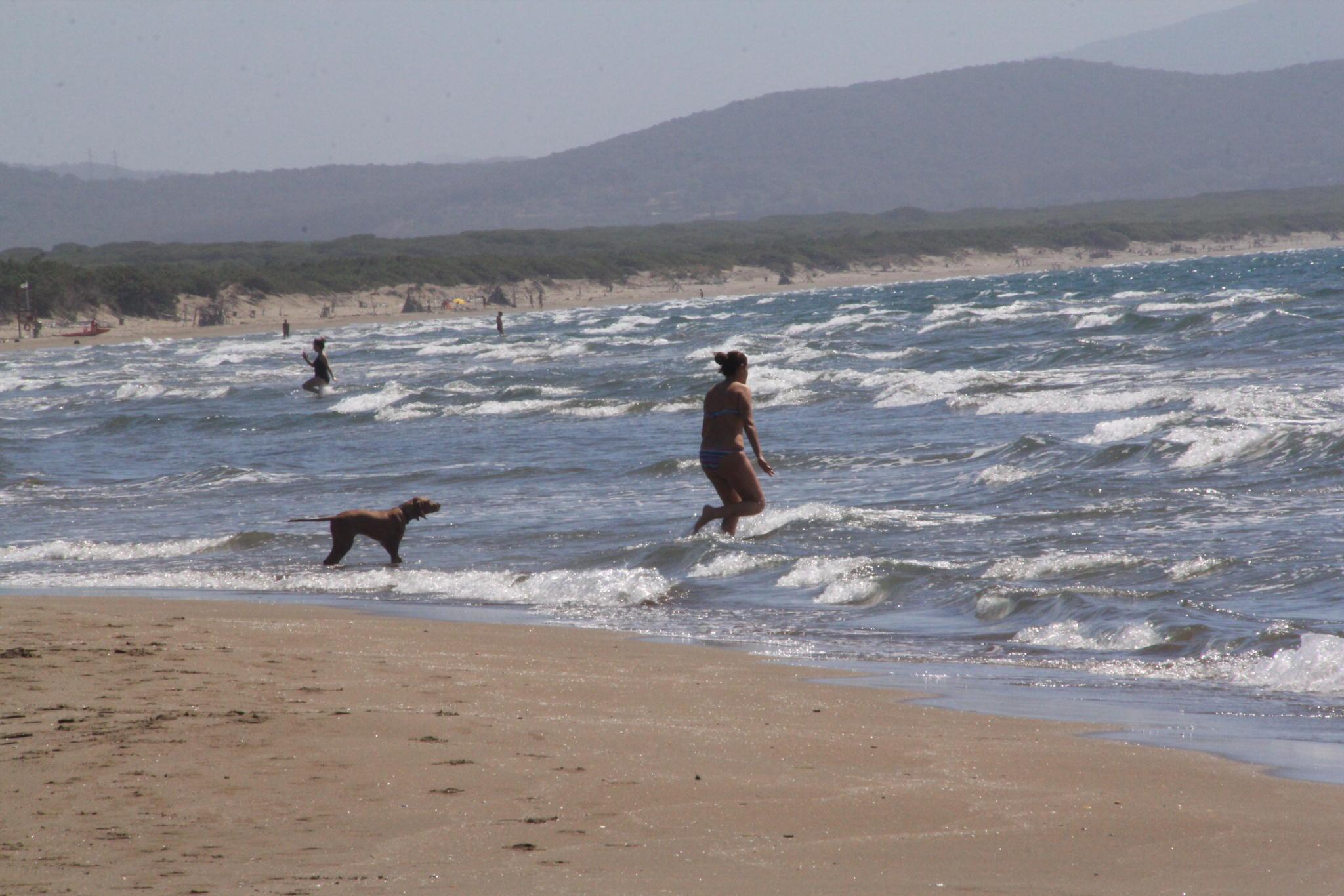 Cani sulla spiaggia della Feniglia