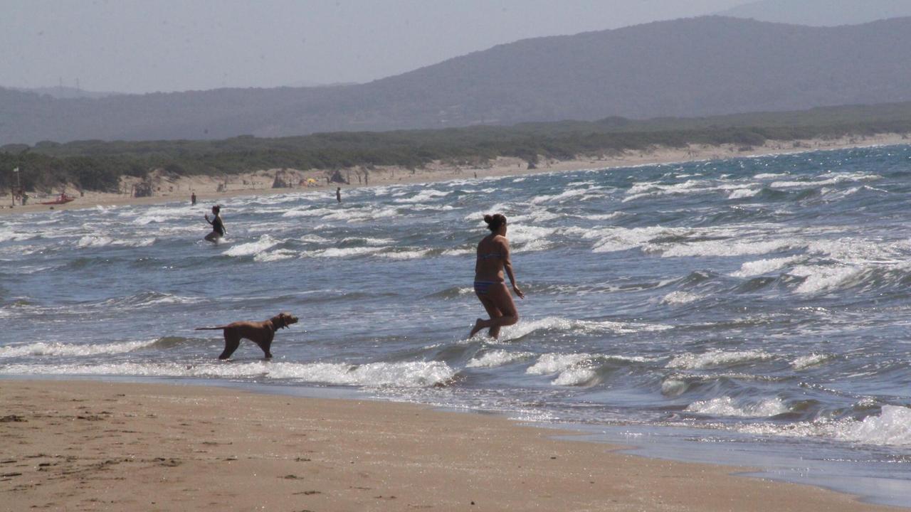 Cani sulla spiaggia della Feniglia
