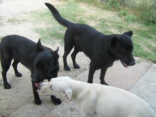 L'abbaiare dei cani ha messo in fuga i malviventi (foto d'archivio)