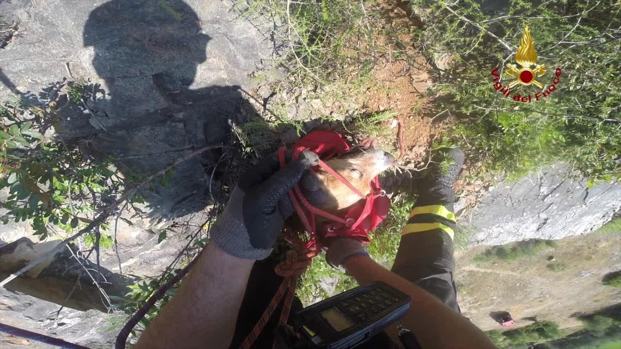 Il cane raccolto dai Vigili del fuoco lungo la parete a picco della cava