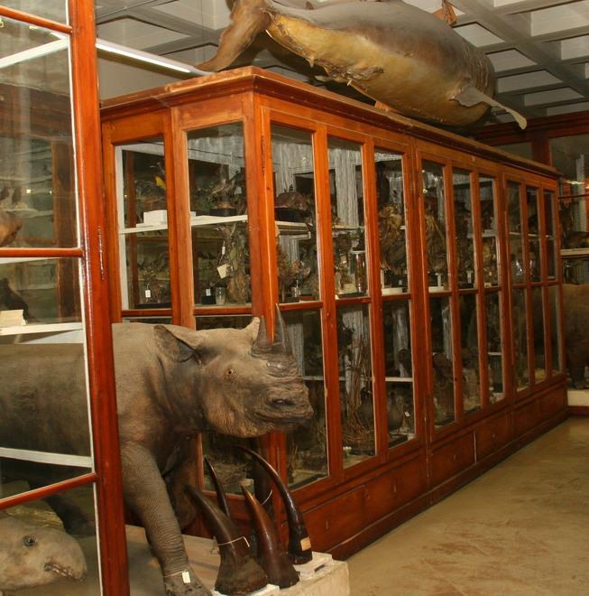 Corno di rinoceronte rubato all'Ateneo di Modena: il giallo dell’hard disk 