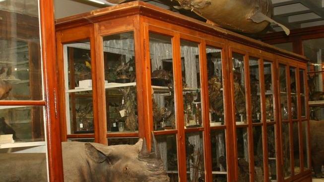 Corno di rinoceronte rubato all'Ateneo di Modena: il giallo dell’hard disk 