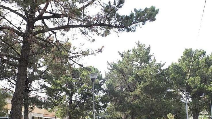 Quei 37 pini sono pericolosi da oggi verranno abbattuti