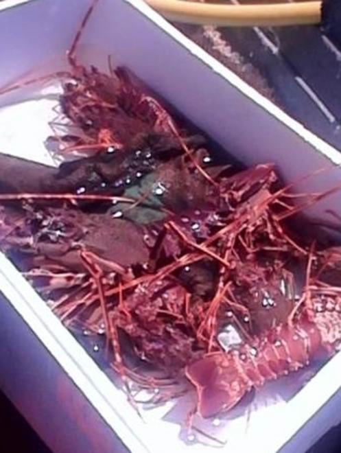 Reti abusive: sequestrati 600 metri 