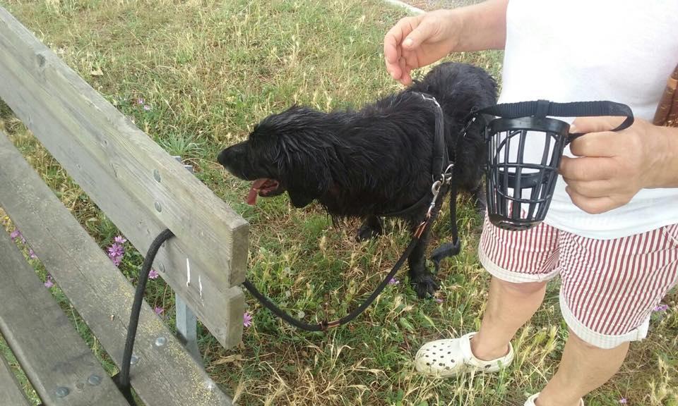 Cleo, il cane salvato