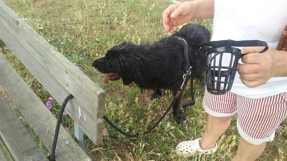 Cleo, il cane salvato