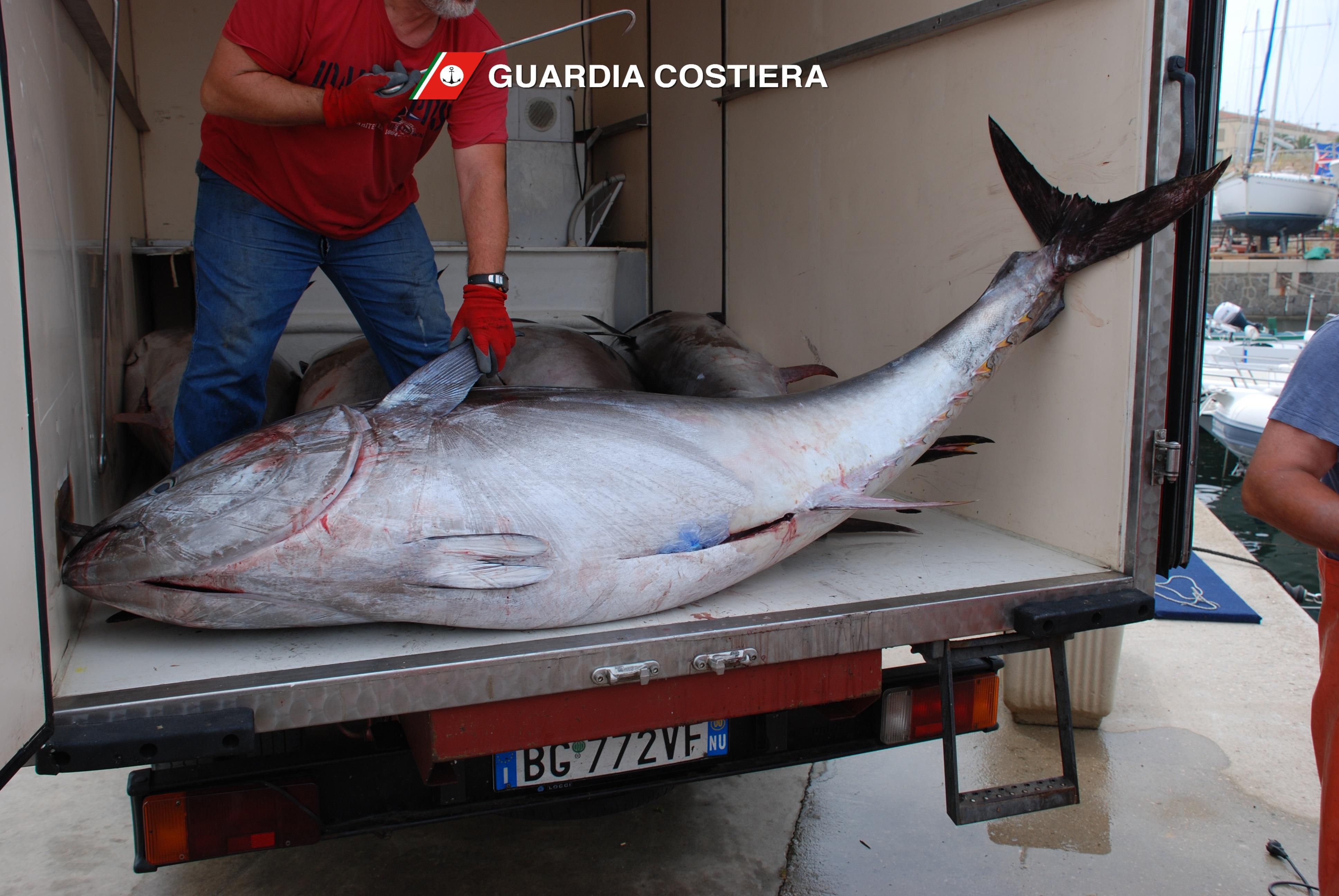 I tonni sequestrati dalla guardia costiera