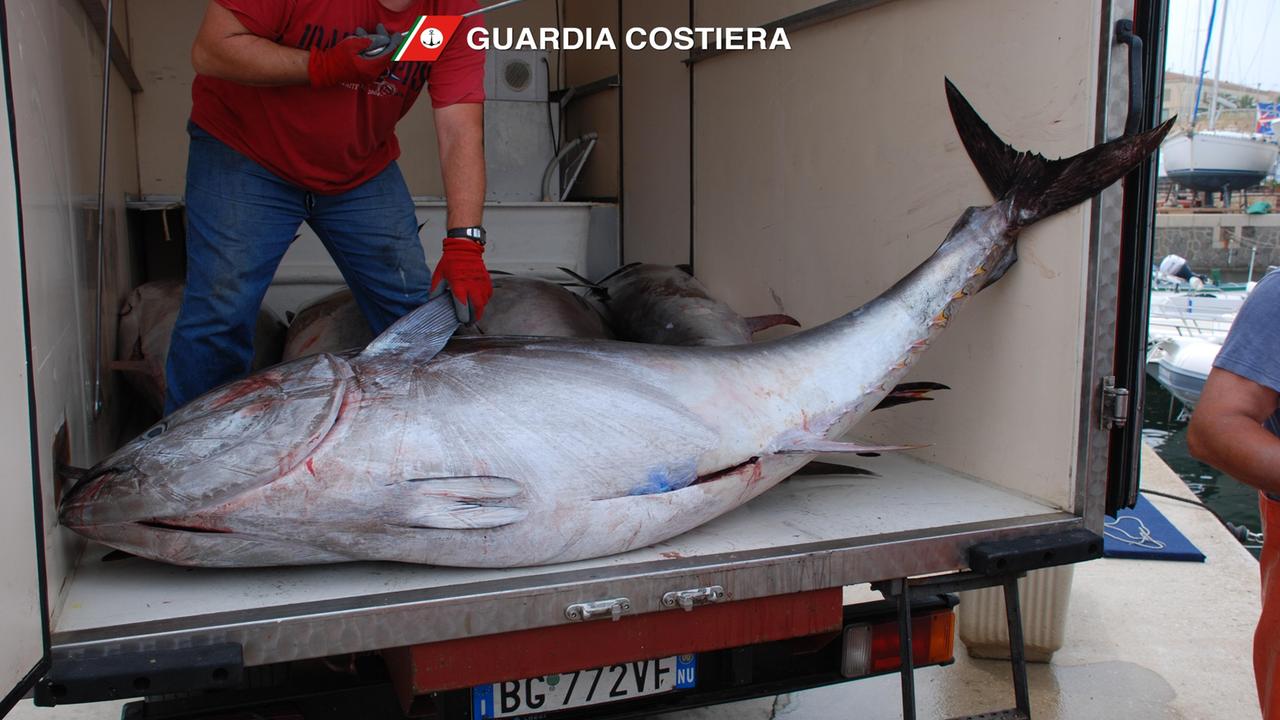 I tonni sequestrati dalla guardia costiera