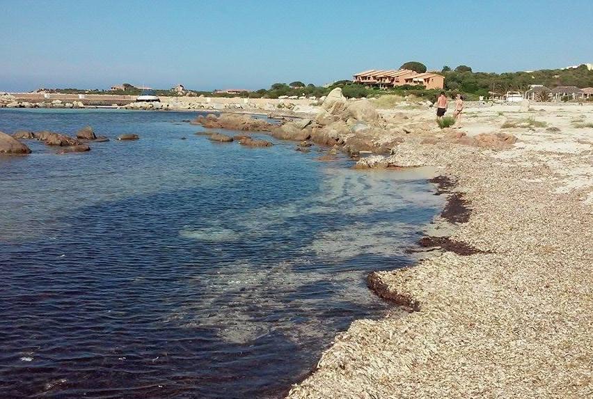 Il Comune: posidonia da tutelare 