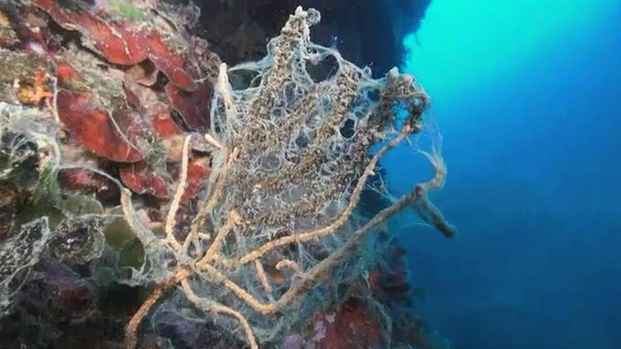 I fondali del Romito sotto l'assedio dell'alga-ragnatela