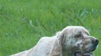 Cani da ferma, ancora un successo