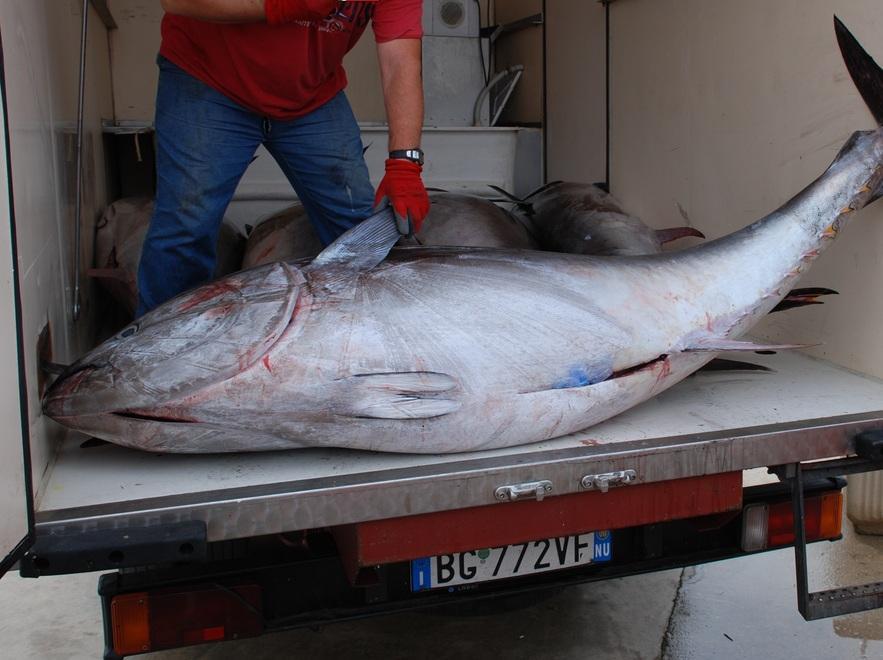 Sequestrate due tonnellate di tonno rosso 