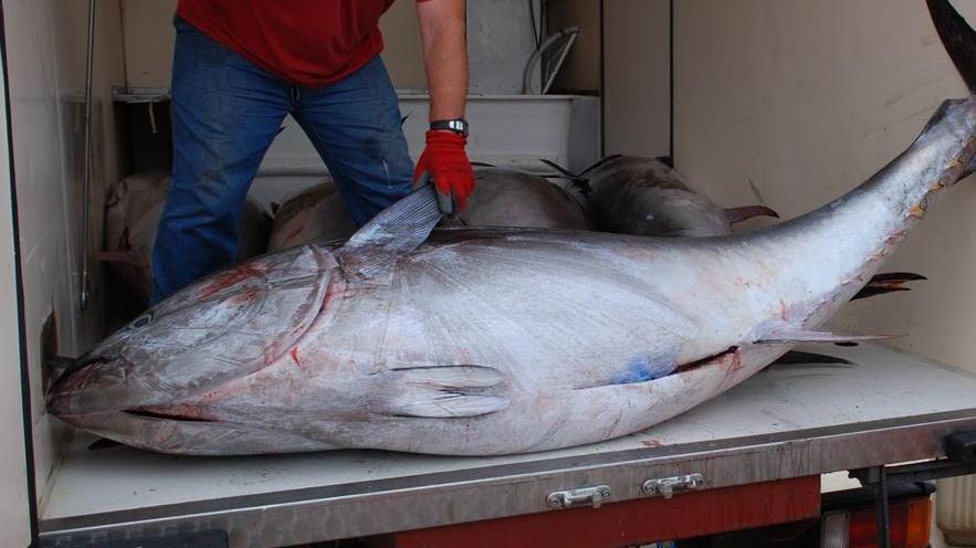 Sequestrate due tonnellate di tonno rosso