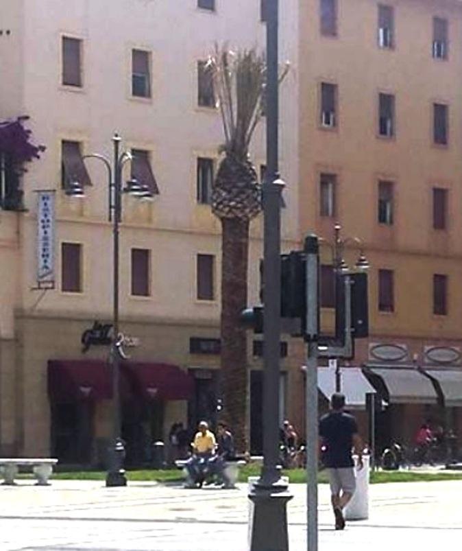 "La palma in piazza Grande è morta": Reset chiama il Comune