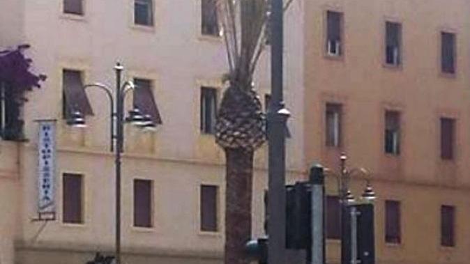 "La palma in piazza Grande è morta": Reset chiama il Comune