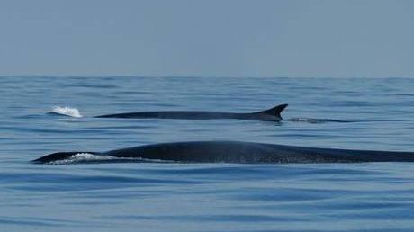 Balene, in 70 ore 46 avvistamenti sulla rotta Cagliari-Palermo