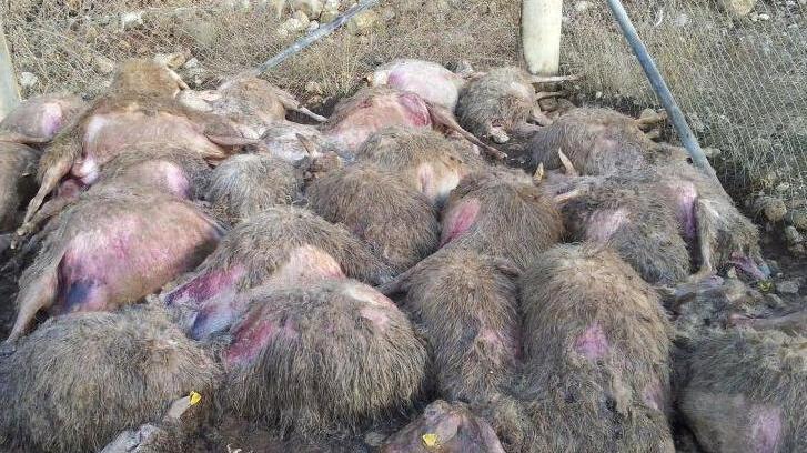 «Portate via il lupo da qui Carneficina per le greggi»